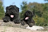 BOUVIER DES FLANDRES 145